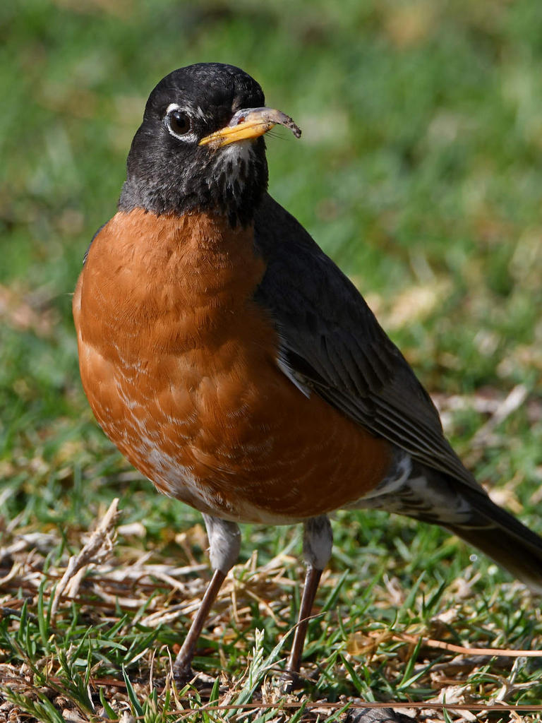 Robin10.jpg