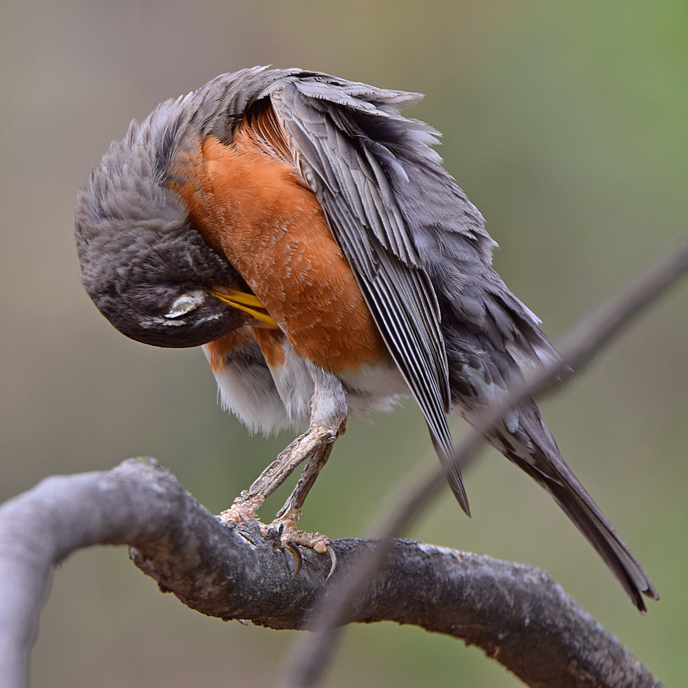 Robin11.jpg