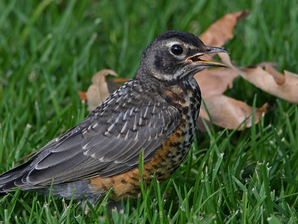 Robin11.jpg