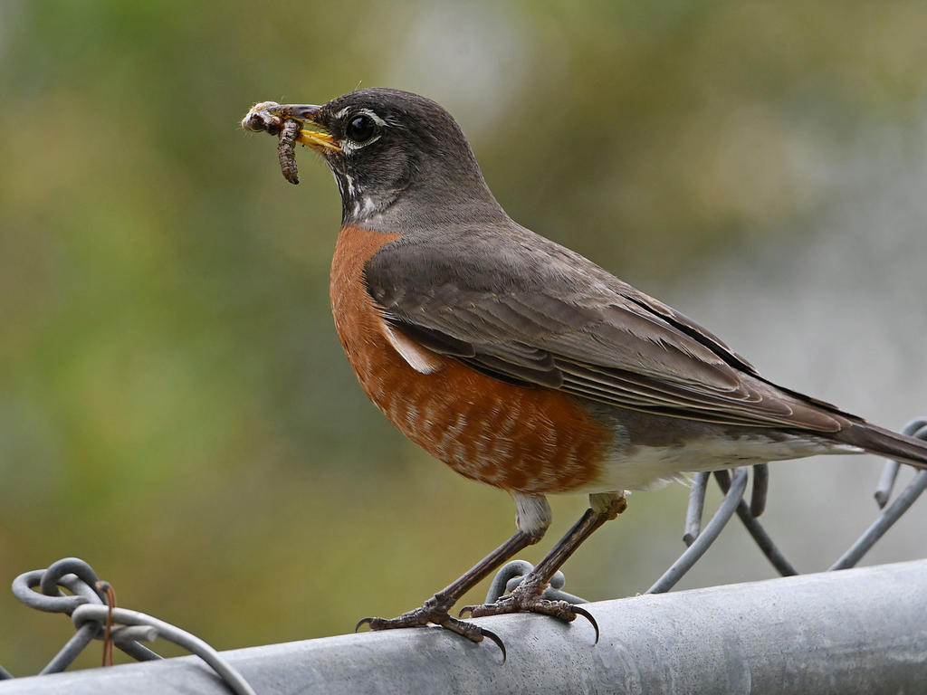 Robin11.jpg