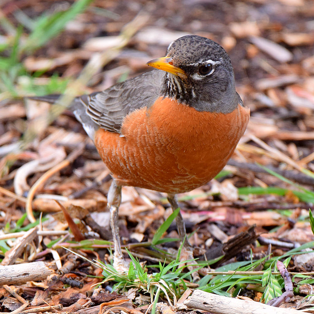 Robin12.jpg