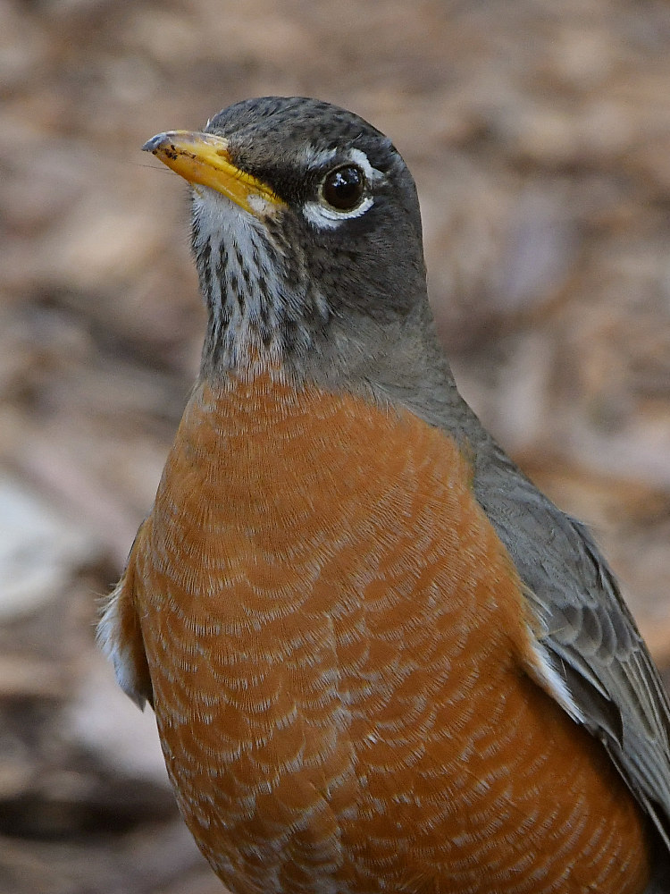Robin12.jpg