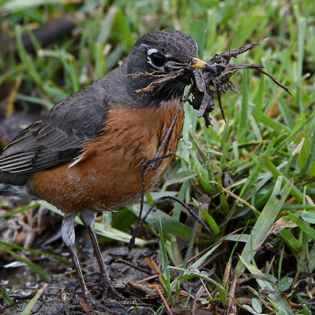 Robin12.jpg