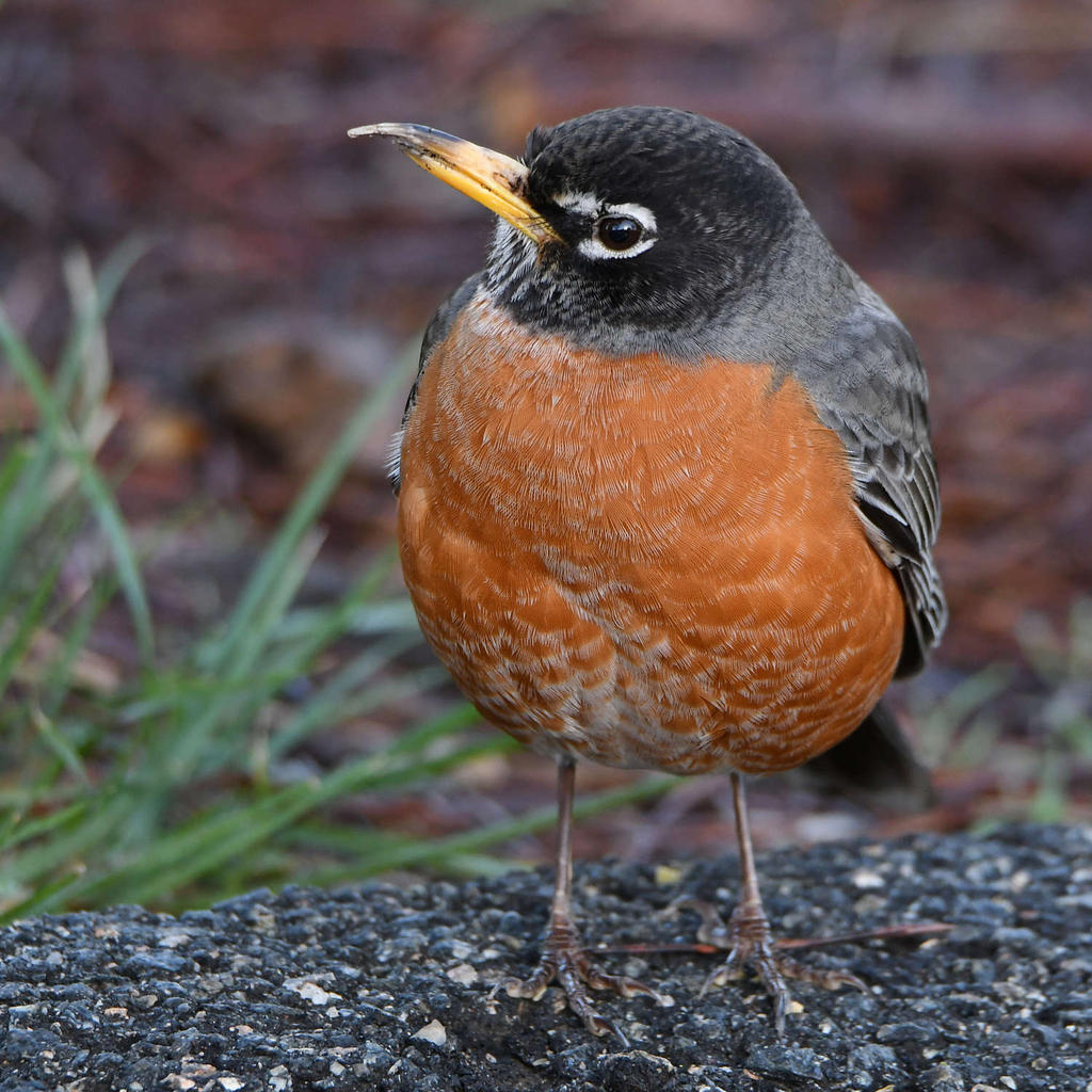 Robin12.jpg