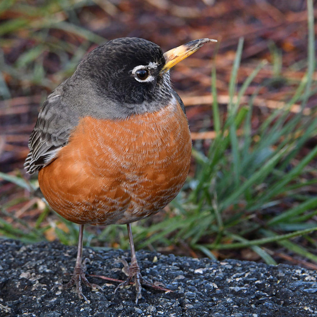 Robin13.jpg