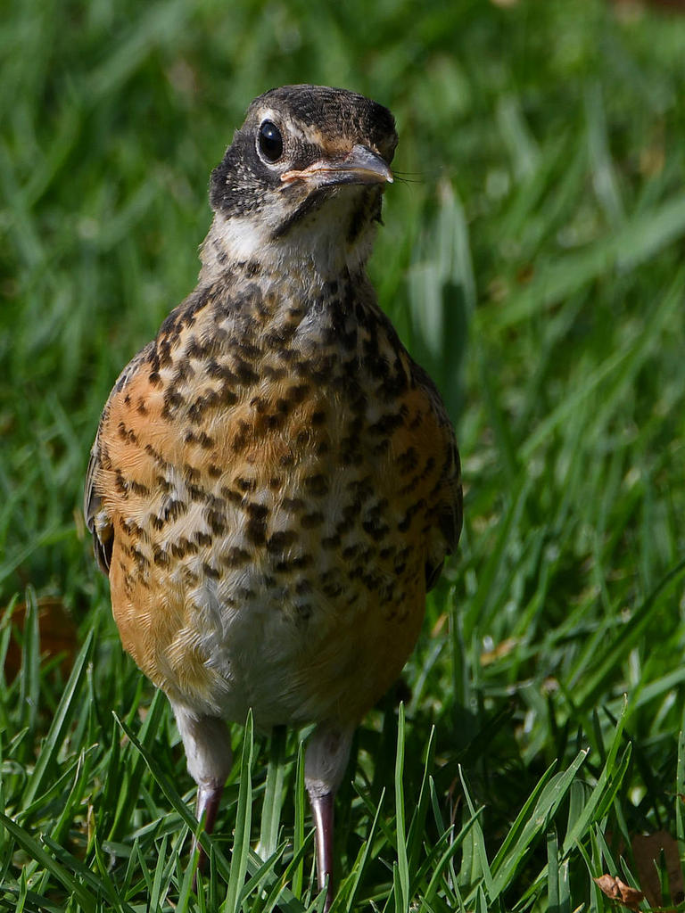 Robin17.jpg