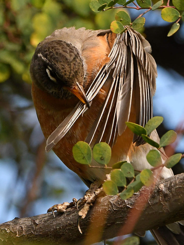 Robin18.jpg