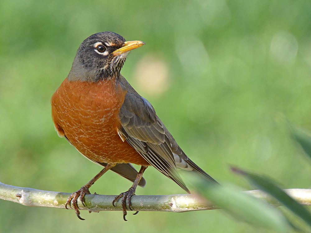 Robin2.jpg