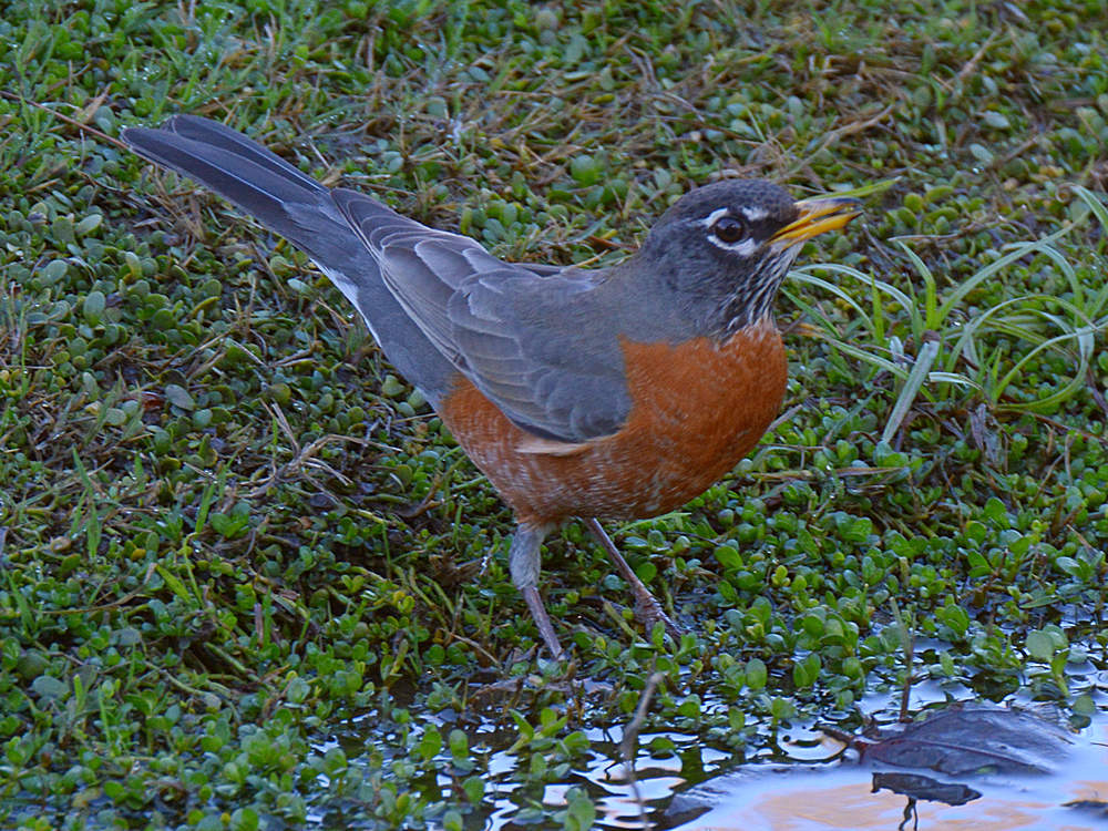 Robin2.jpg