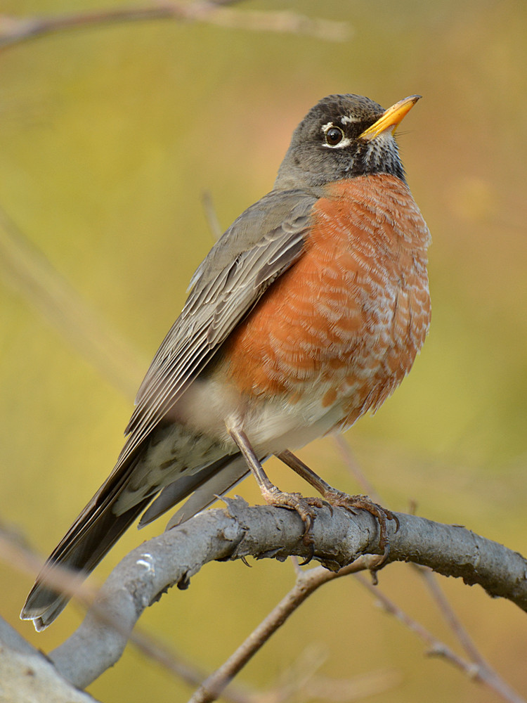 Robin2.jpg