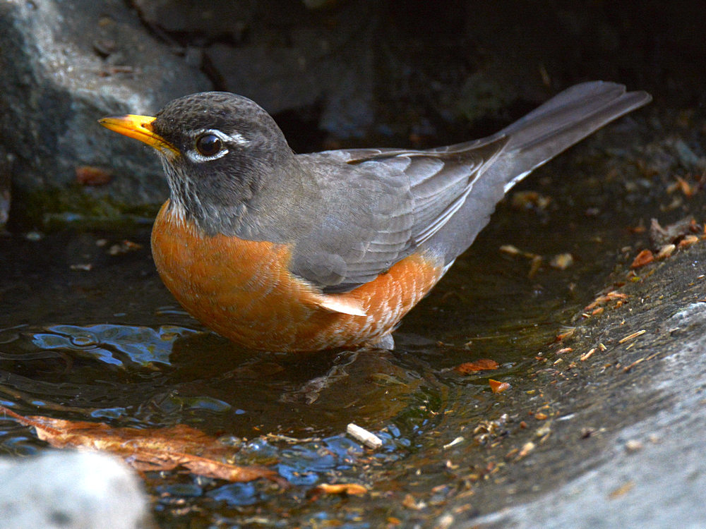 Robin2.jpg