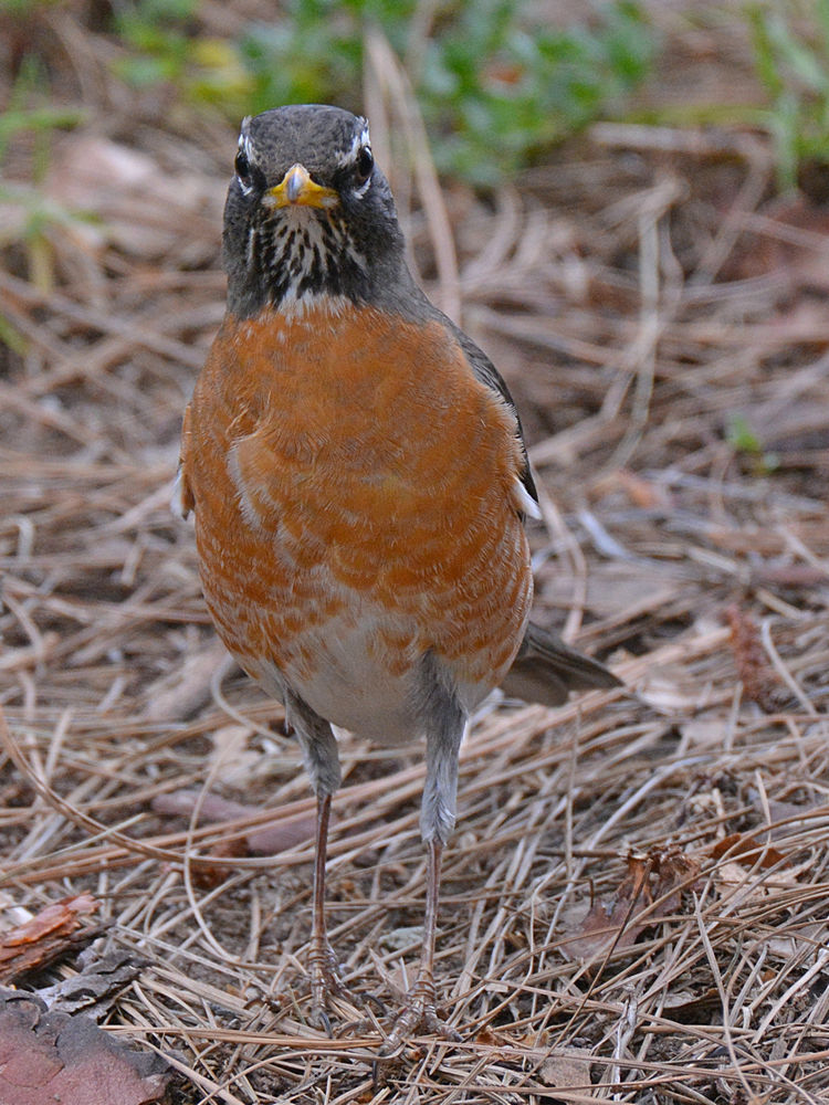 Robin2.jpg