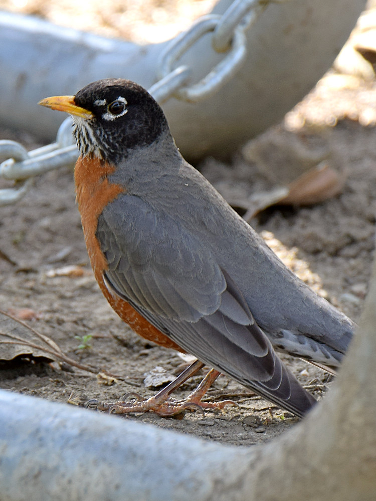 Robin2.jpg