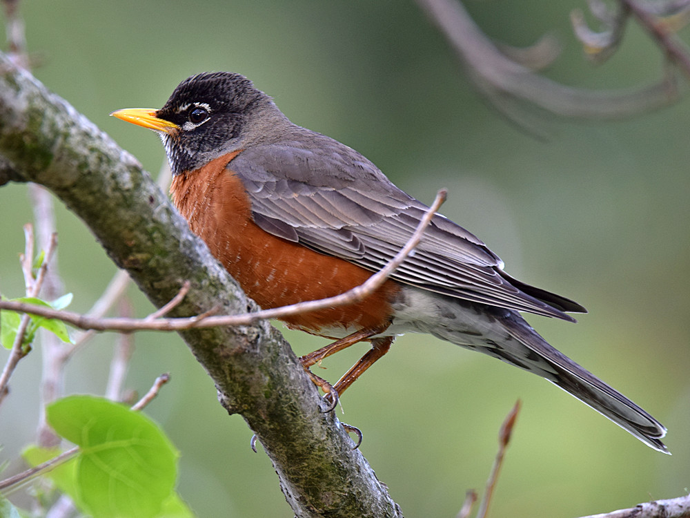 Robin2.jpg