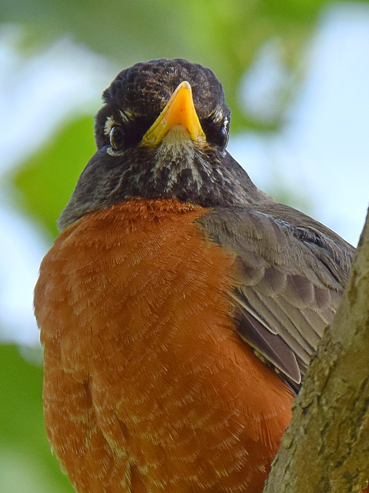 Robin2.jpg