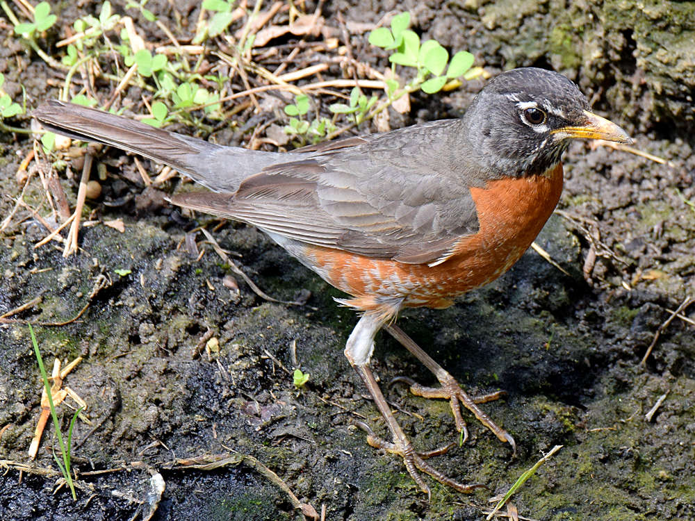 Robin2.jpg