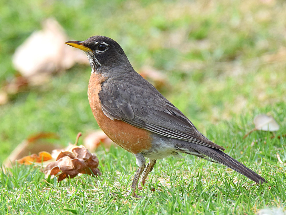 Robin2.jpg