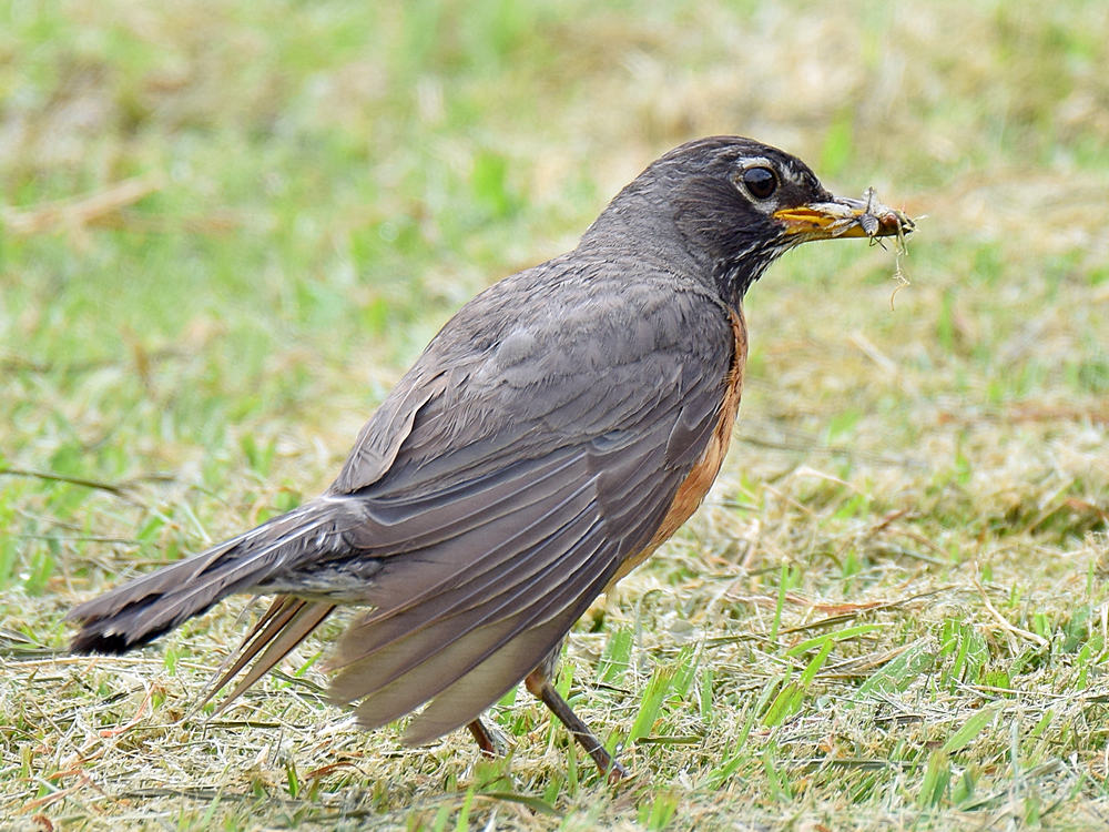 Robin2.jpg