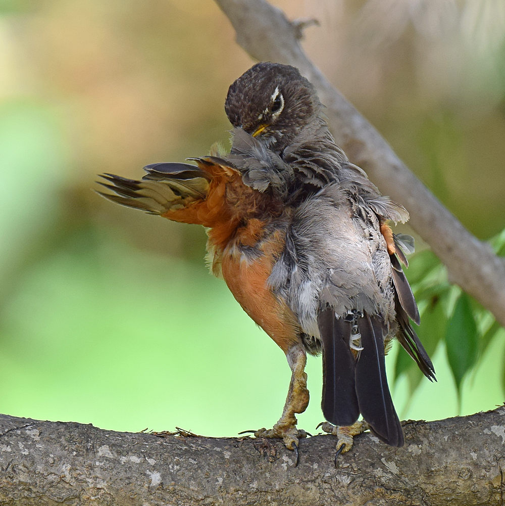 Robin2.jpg