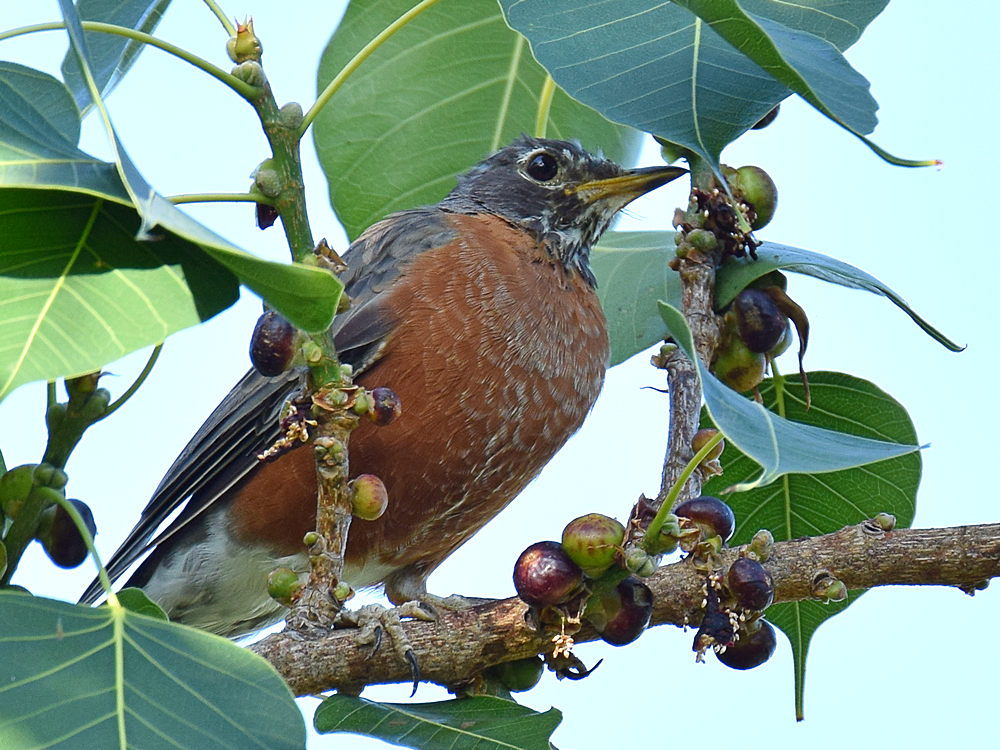 Robin2.jpg