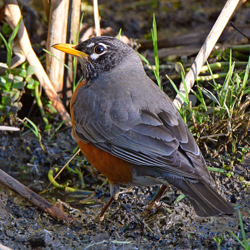 Robin2.jpg