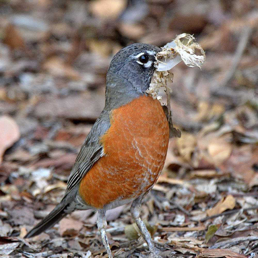Robin2.jpg
