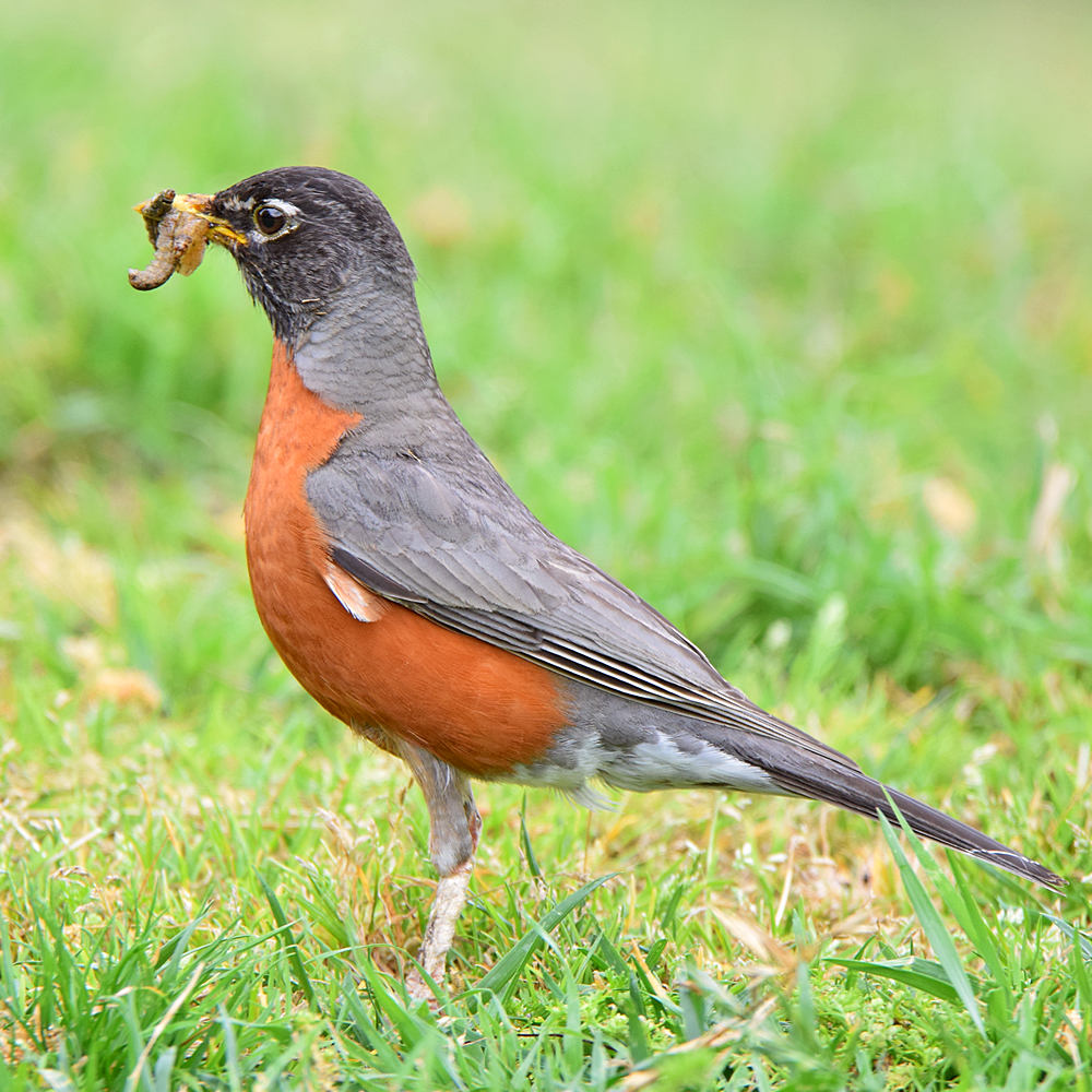 Robin2.jpg