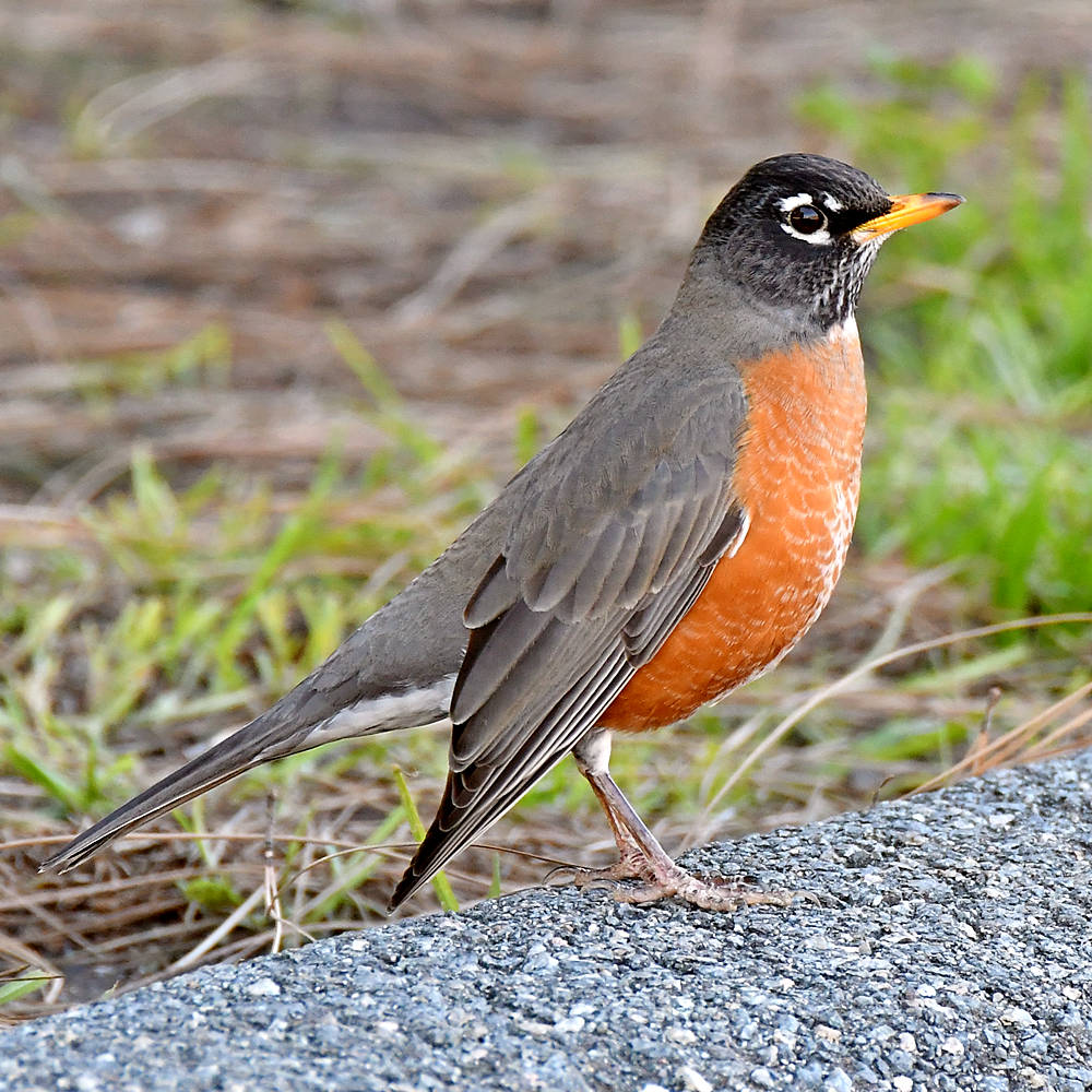 Robin2.jpg