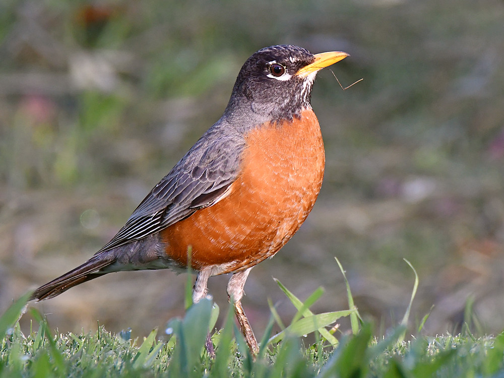 Robin2.jpg