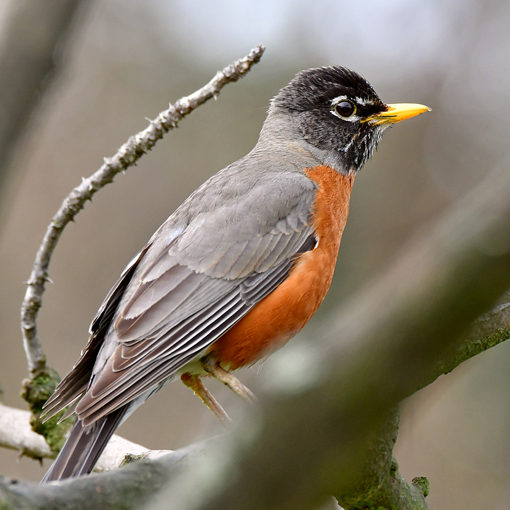 Robin2.jpg