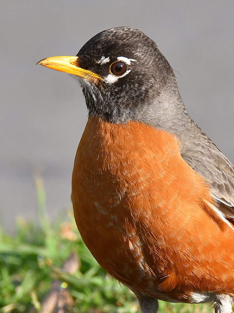 Robin2.jpg
