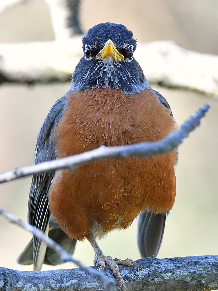 Robin2.jpg