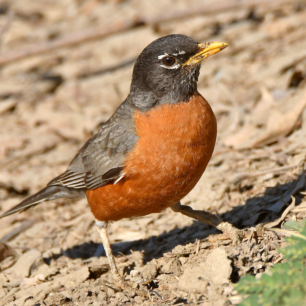 Robin2.jpg
