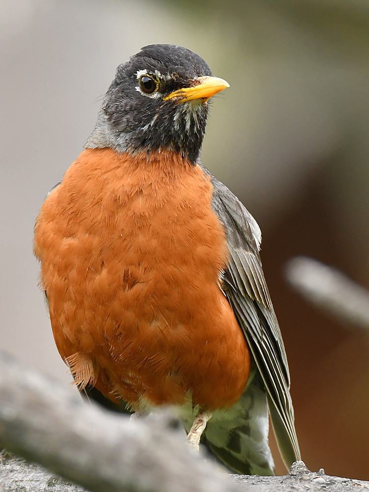 Robin2.jpg