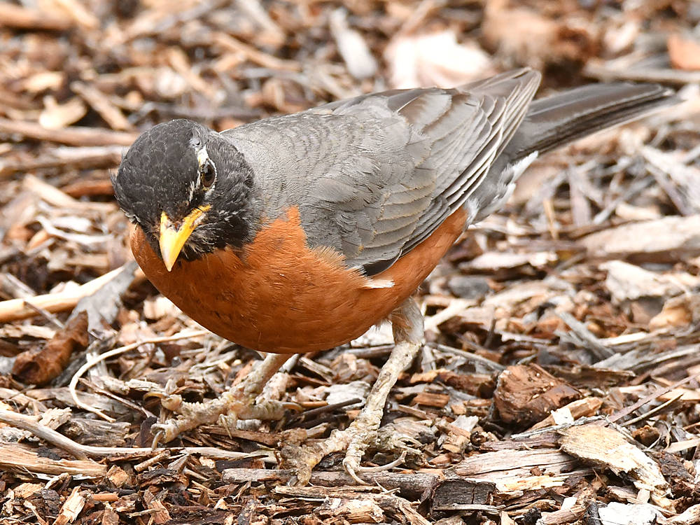 Robin2.jpg