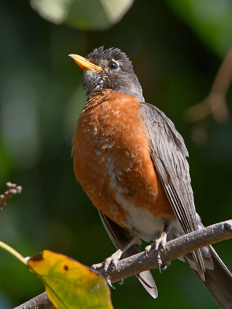 Robin2.jpg