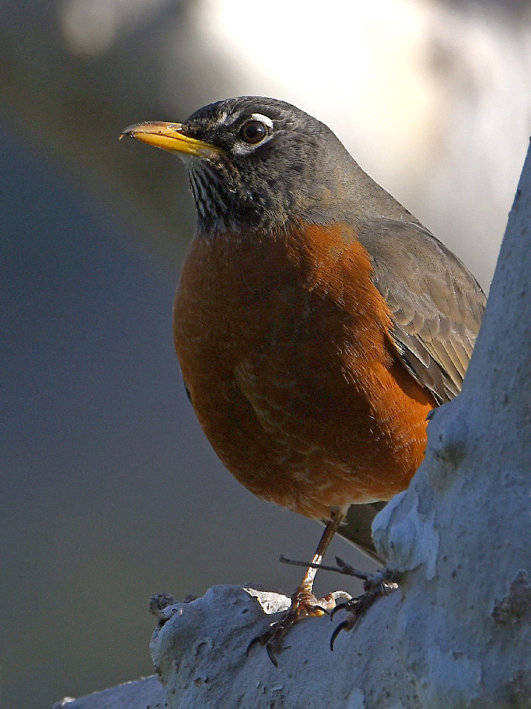 Robin2.jpg