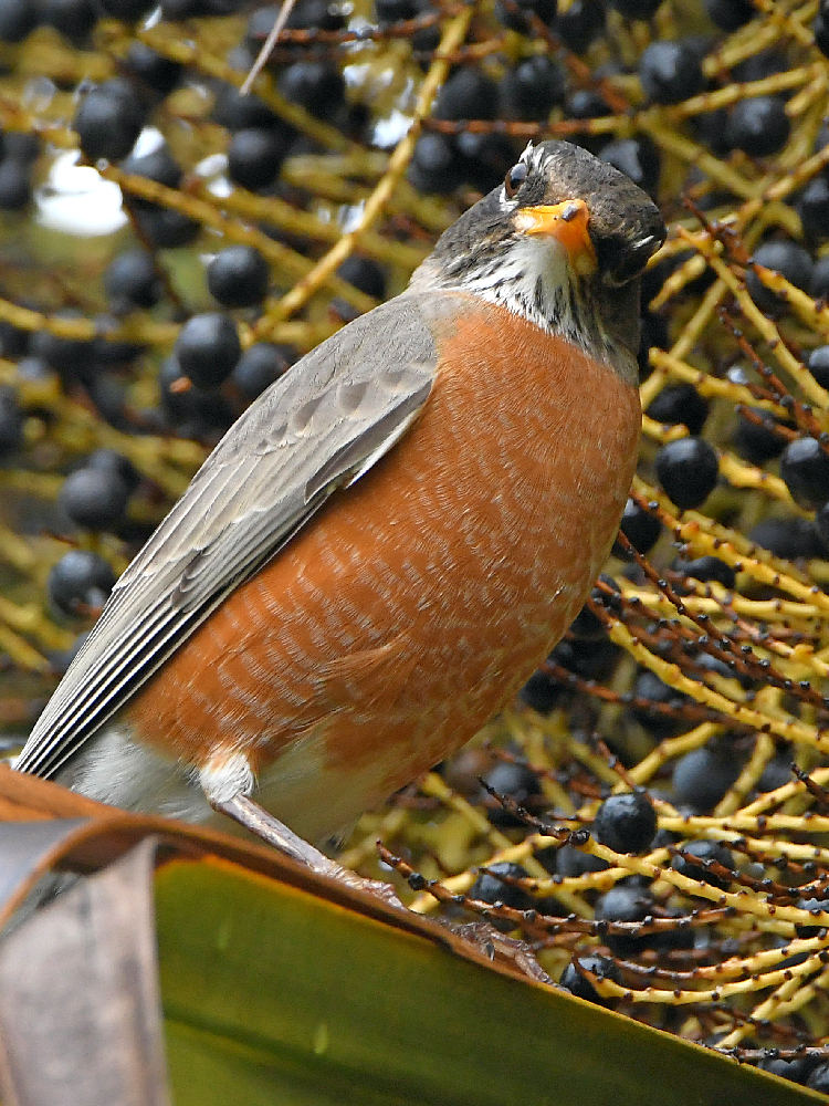 Robin2.jpg
