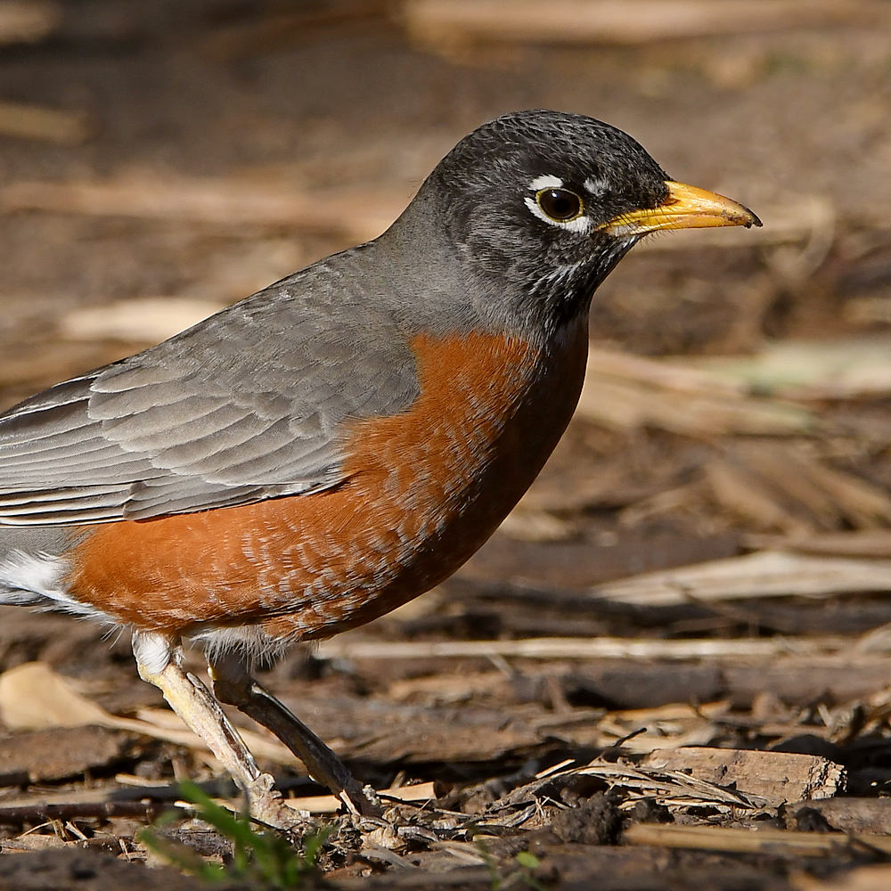 Robin2.jpg