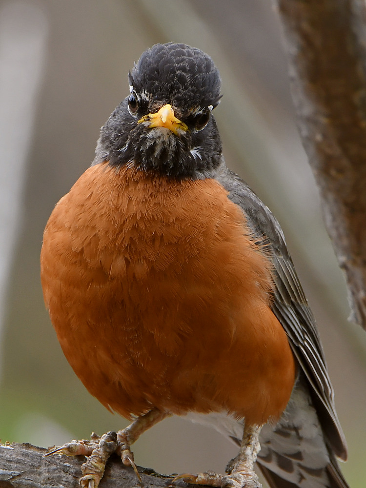 Robin2.jpg