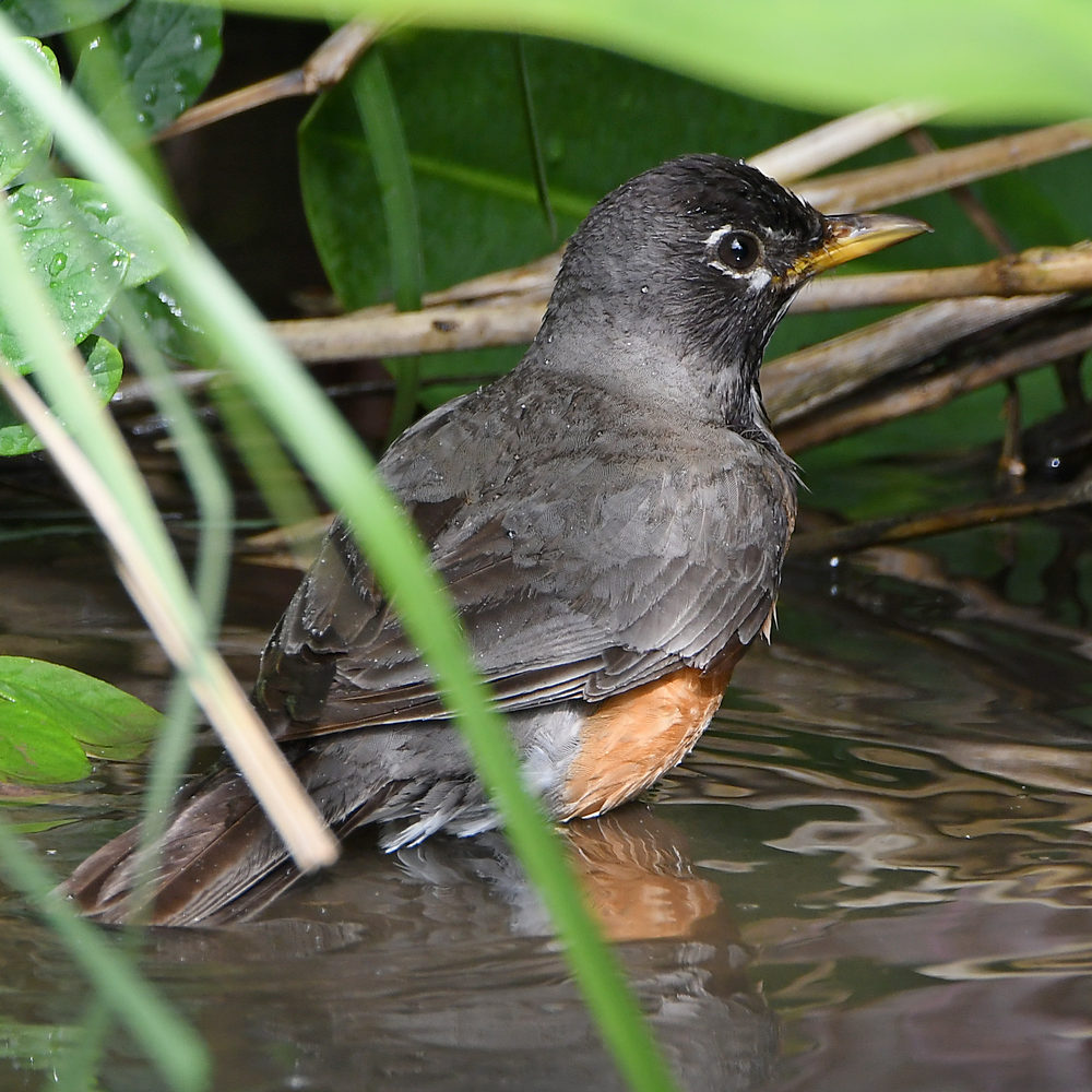Robin2.jpg