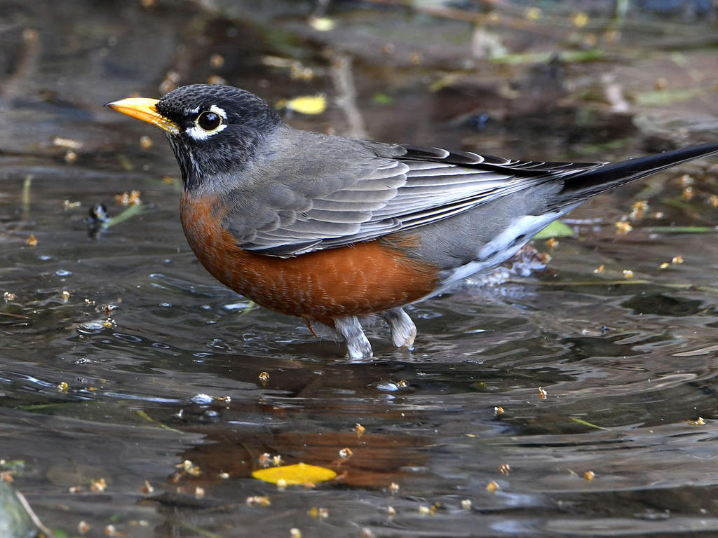 Robin2.jpg