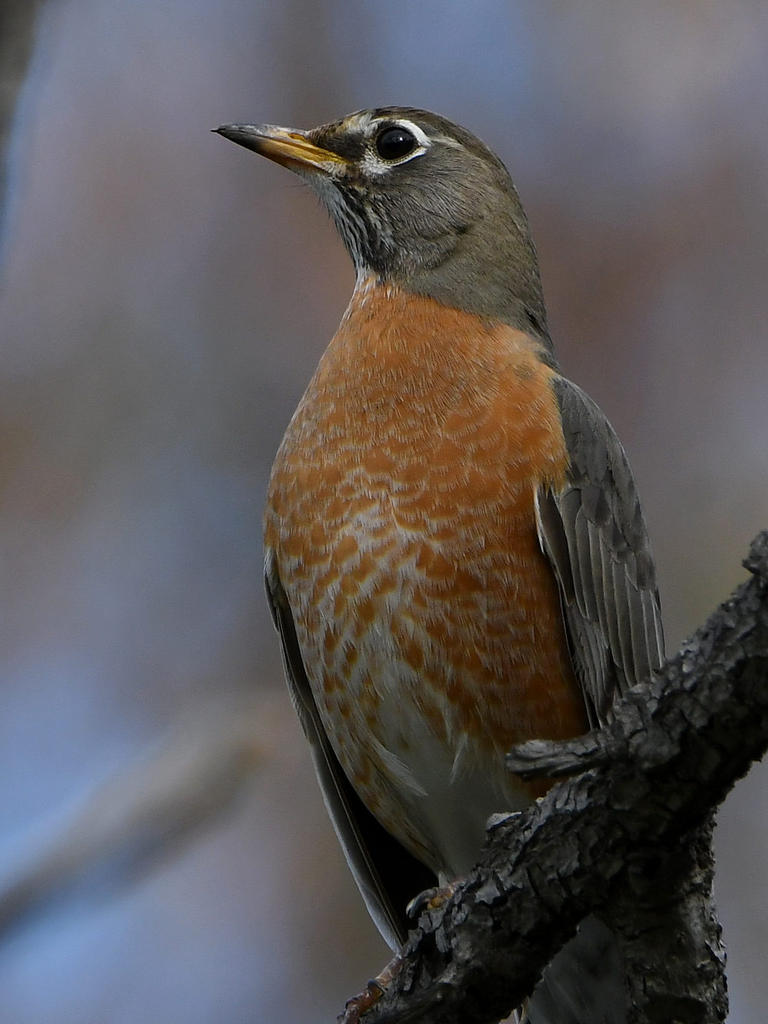 Robin2.jpg