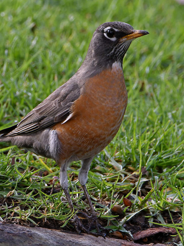 Robin2.jpg