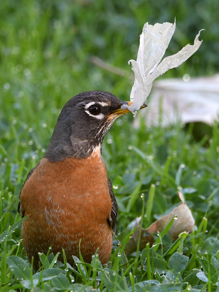 Robin2.jpg