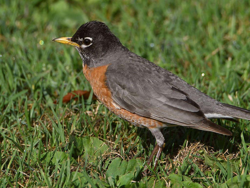 Robin2.jpg