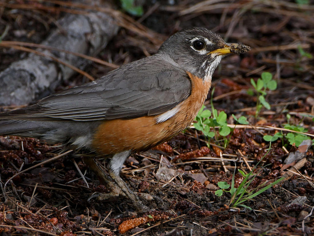 Robin2.jpg