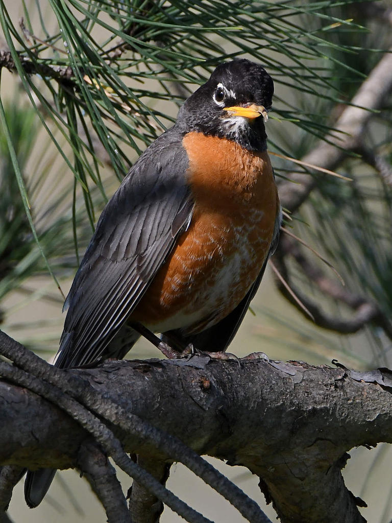 Robin2.jpg