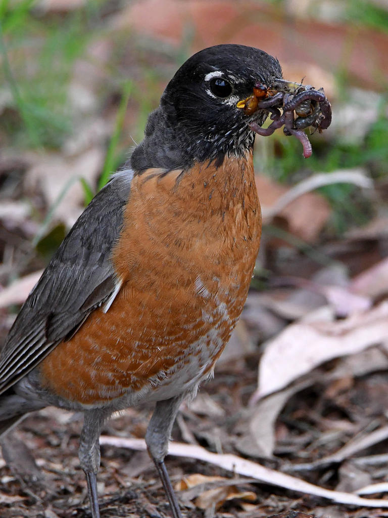Robin2.jpg
