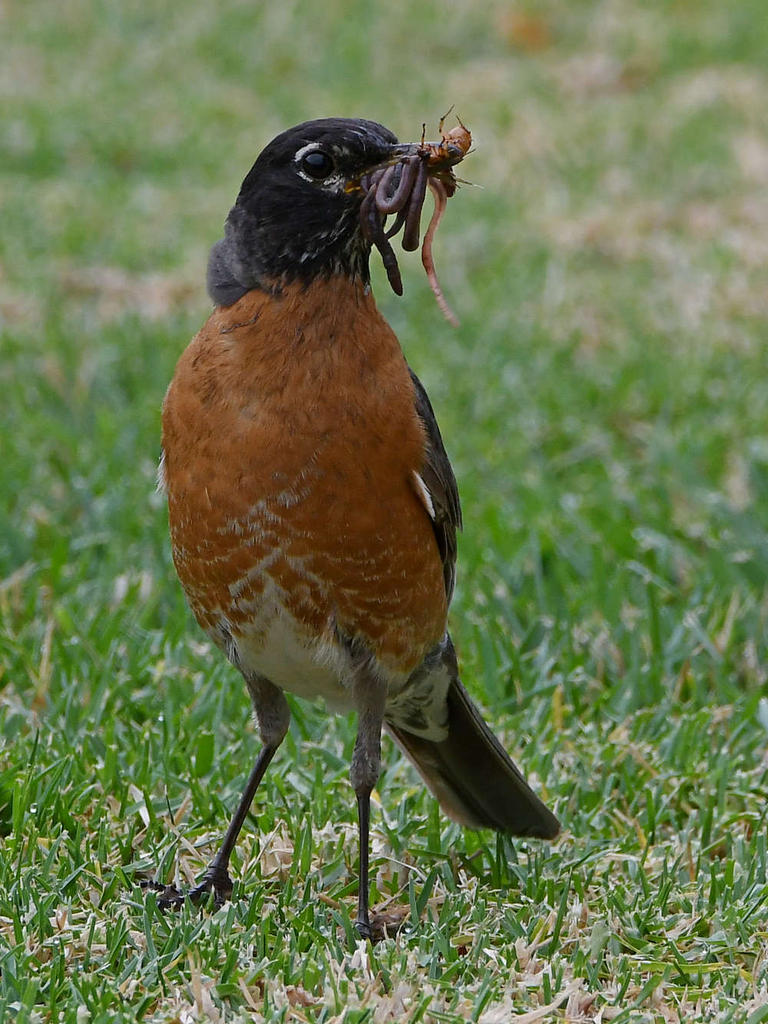Robin2.jpg